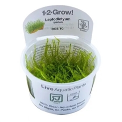 Leptodictyum riparium - 1-2-grow